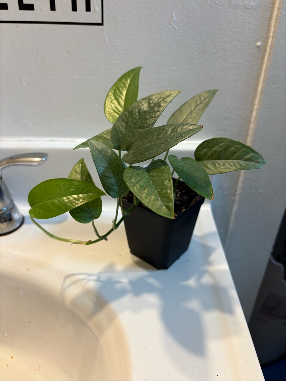 Cebu Blue pothos